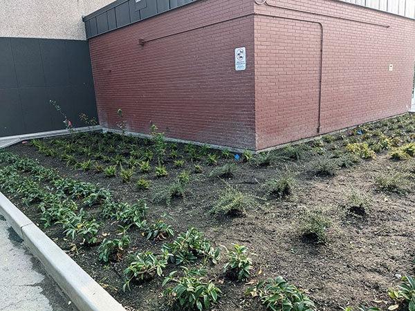 small plants are enclosed by a concrete curb next to a brick wall